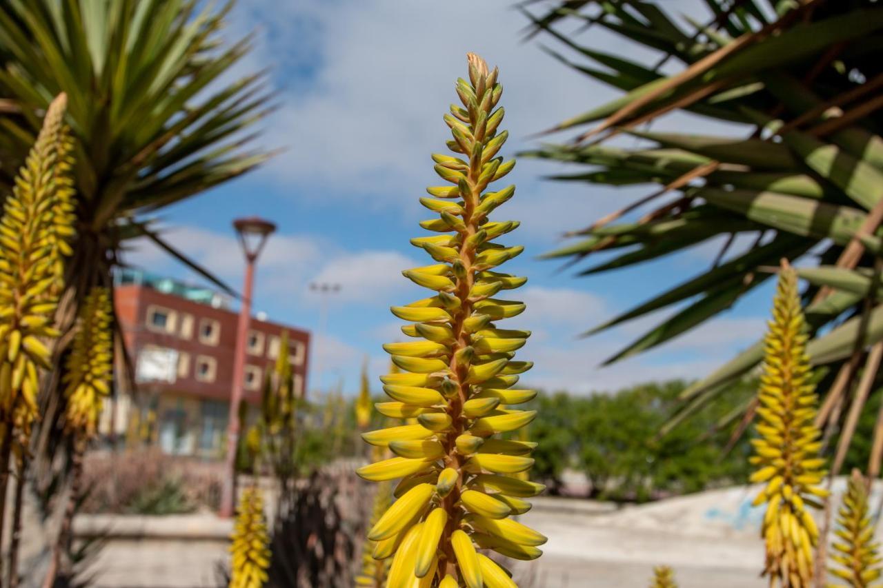 Le Poulpe Bleu Fuerteventura Chic And Relax Διαμέρισμα Puerto del Rosario  Εξωτερικό φωτογραφία